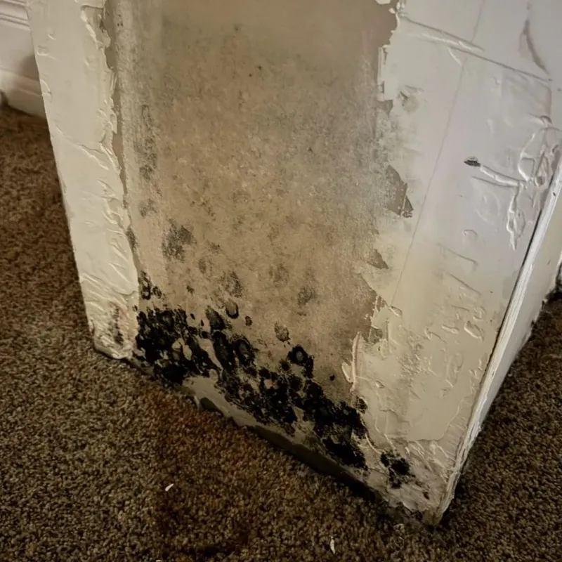 Professional Mold Removal in Del City, OK
